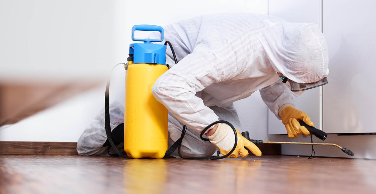 Guide complet de la dératisation : méthodes et bonnes pratiques au Maroc